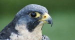 Vándorsólyom (Falco peregrinus), a világ leggyorsabb madara (Fotó: Pixabay)