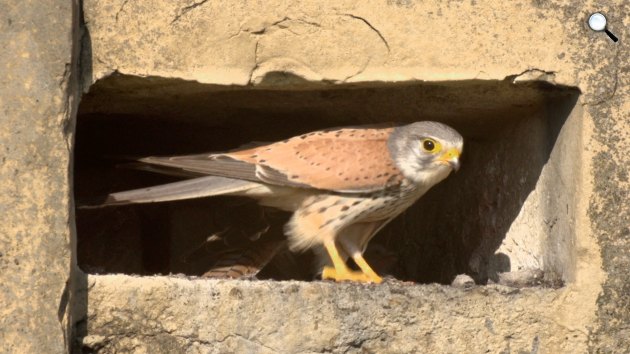 R.: Mosonyi Szabolcs - Tiltott zóna – Harctéren a vadvilág (Fotó: Magyar Média Mecenatúra)