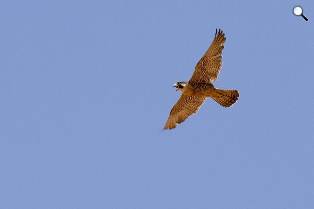 Vándorsólyom (Falco peregrinus), a világ leggyorsabb madara (Fotó: Pixabay)