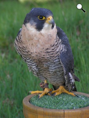Vándorsólyom (Falco peregrinus), a világ leggyorsabb madara (Fotó: Pixabay)