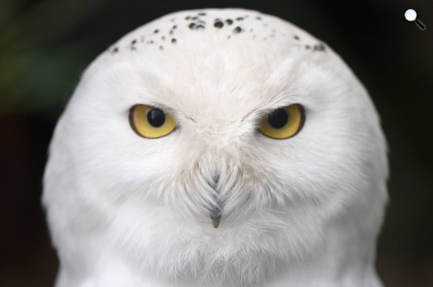 Hóbaglyok (Bubo scandiacus) érkeztek a debreceni állatkertbe, 2018 (MTI Fotó: Balázs Attila)