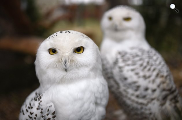 Hóbaglyok (Bubo scandiacus) érkeztek a debreceni állatkertbe, 2018 (MTI Fotó: Balázs Attila)