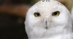 Hóbaglyok (Bubo scandiacus) érkeztek a debreceni állatkertbe, 2018 (MTI Fotó: Balázs Attila)