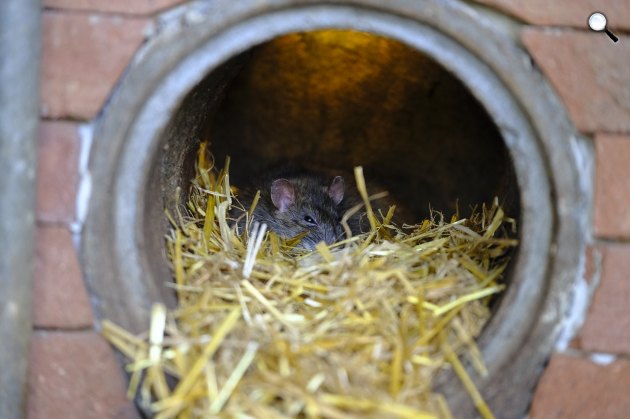 Patkány (Rattus) rágcsáló, egérféle (Fotó: Pixabay)
