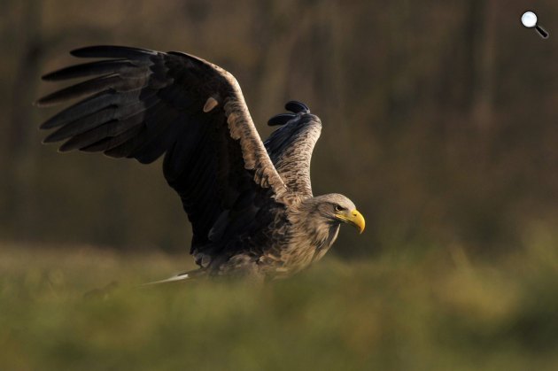 Rétisas (Haliaeetus albicilla) a Pacsmagi Halastavak Természetvédelmi Területen, 2015 (MTI Fotó: Kovács Attila)