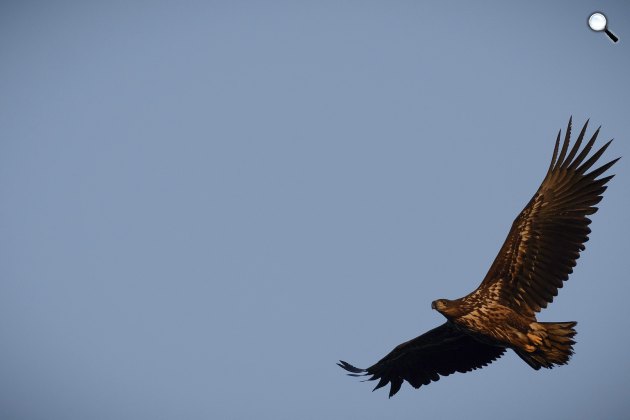 Rétisas (Haliaeetus albicilla), 2014 (MTI Fotó: Czeglédi Zsolt)
