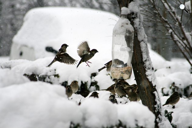 Madarakkal teli madáretető télen (Fotó: Pixabay)
