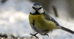 Kék cinege (Cyanistes caeruleus) a Novohrad - Nógrád Geopark látogatóközpontjának havas madáretetőjében, 2018 (MTI Fotó: Komka Péter)