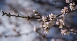 Virágzó mandulafa (Prunus dulcis) Pécsen 2018. március 12-én. (MTI Fotó: Sóki Tamás)