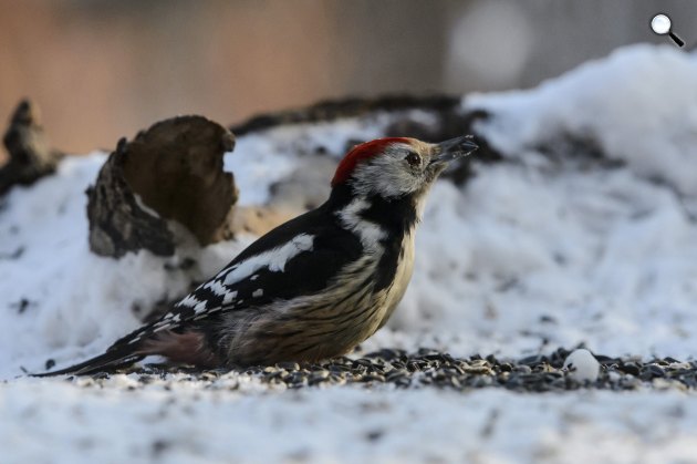 Közép fakopáncs (Dendrocoptes medius) a Novohrad - Nógrád Geopark látogatóközpontjának téli madáretetőjében, 2018 (MTI Fotó: Komka Péter)