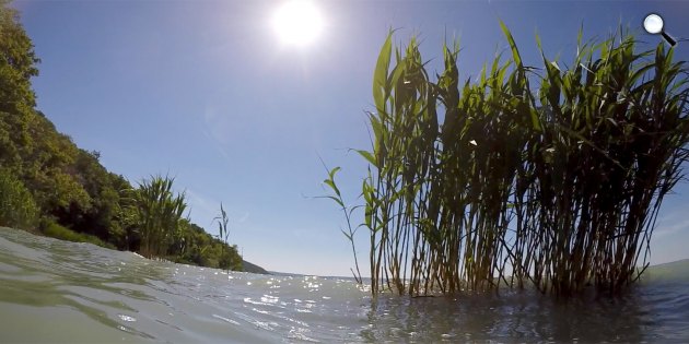 Vad Balaton c. természetfilm (Fotó: Pannonia Entertainment)