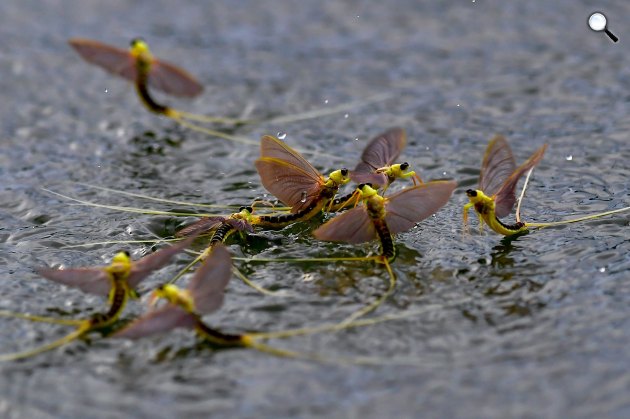 Kérészrajzás (tiszavirág - Palingenia longicauda) a Tiszán (MTI Fotó: Czeglédi Zsolt)