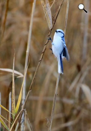 Lazúrcinege (Parus cyanus) - Sándorfalva, Fehér-tó, 2018.november 18. (Fotó: Barkóczi Csaba)