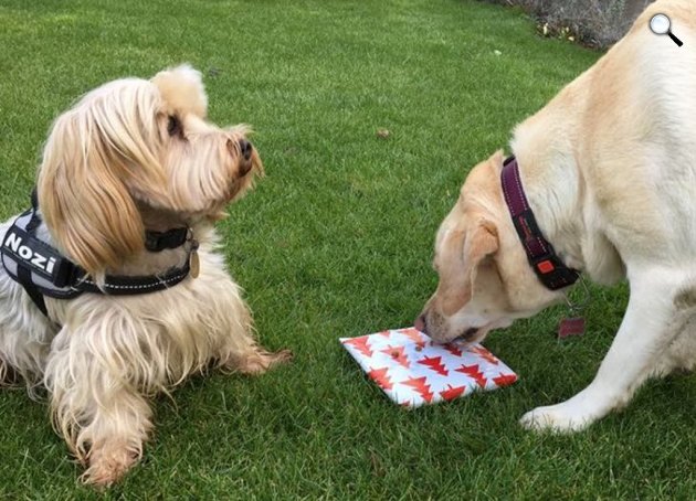 De ugye addsz belőle... - Nózi és Papucs kutyusok (Fotó: Garamvölgyi Katalin és Kántor Kata)