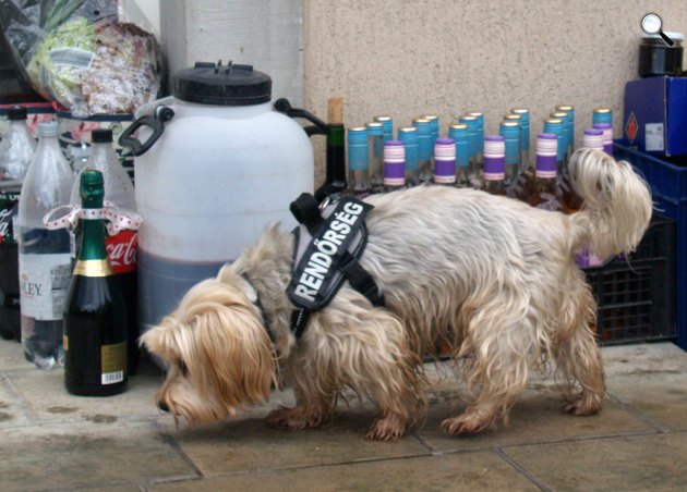 Zajlik a piakészlet felderítése - Papucs és Nózi kutyusok (Fotó: Garamvölgyi Katalin és Kántor Kata)