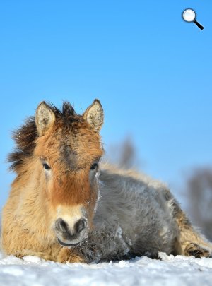 Ázsiai vadló (Przewalski-ló, Equus ferus przewalskii) a Hortobágyi Nemzeti Park (HNP) területén a havas pusztában, 2019 (Fotó: MTI/Czeglédi Zsolt)
