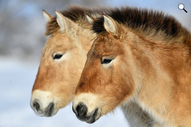 Ázsiai vadlovak (Przewalski-ló, Equus ferus przewalskii) a Hortobágyi Nemzeti Park (HNP) területén a havas pusztában, 2019 (Fotó: MTI/Czeglédi Zsolt)