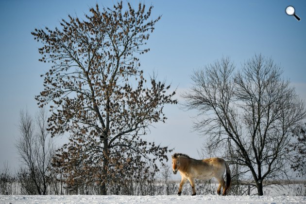 Ázsiai vadló (Przewalski-ló, Equus ferus przewalskii) a Hortobágyi Nemzeti Park (HNP) területén a havas pusztában, 2019 (Fotó: MTI/Czeglédi Zsolt)