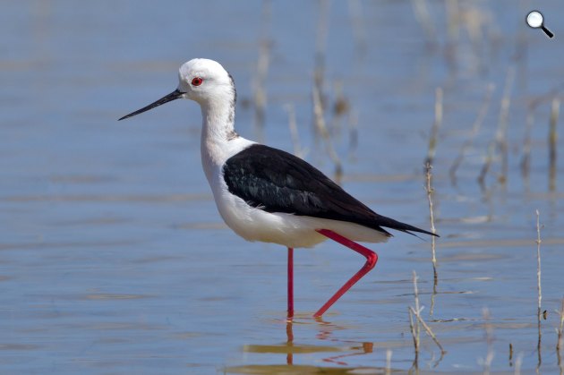 A gólyatöcs (Himantopus himantopus) (Fotó: Wikimédia)