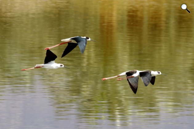 Vonuló gólyatöcsök (Himantopus himantopus) Dél-Izraelben (Fotó: Orbán Zoltán / MME)