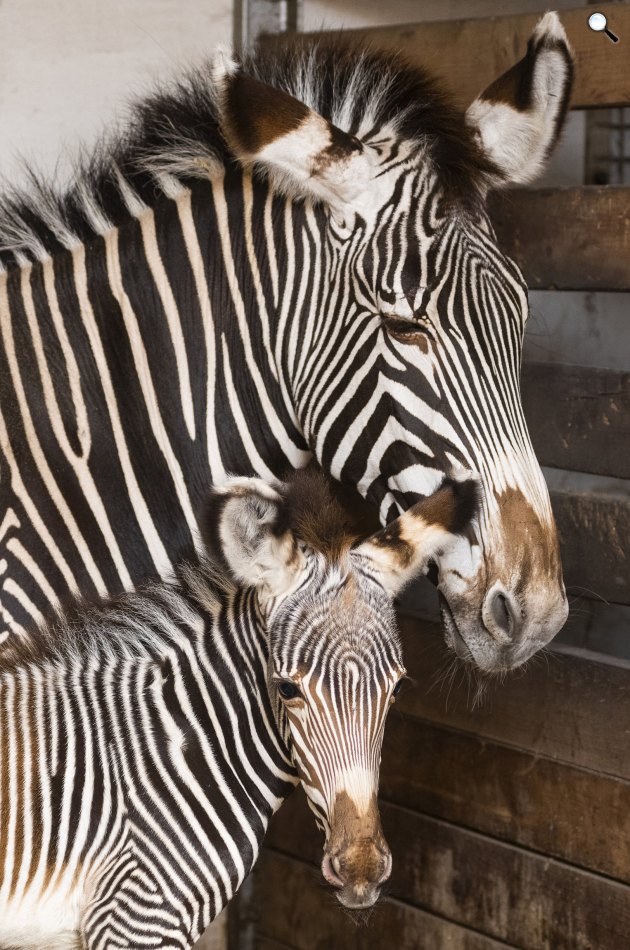 Háromnapos Grévy-zebra (Equus grevyi) anyjával a Nyíregyházi Állatparkban, 2019 (Fotó: MTI/Balázs Attila)