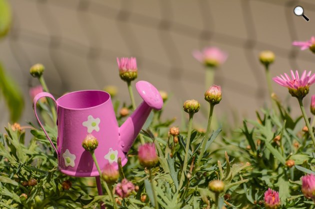 Kertészkedés, locsolókanna, tavaszi virágok (Fotó: Pixabay)
