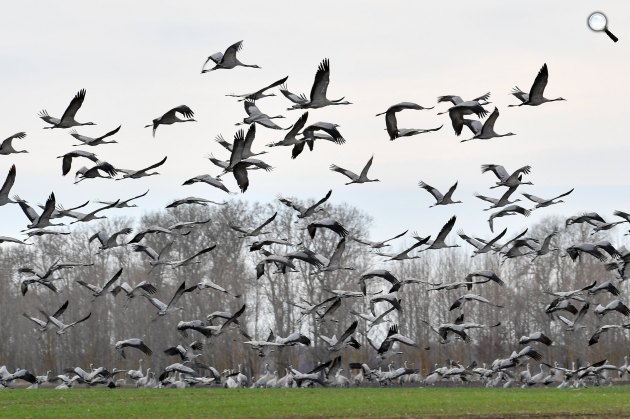 Észak-Afrikából Észak-Európába tartó szürke darvak (Grus grus) egy csoportja a Borsod-Abaúj-Zemplén megyei Nagyhomok határában 2019. március (Fotó: MTI/Czeglédi Zsolt)