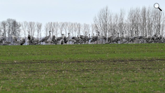 Észak-Afrikából Észak-Európába tartó szürke darvak (Grus grus) egy csoportja a Borsod-Abaúj-Zemplén megyei Nagyhomok határában 2019. március (Fotó: MTI/Czeglédi Zsolt)