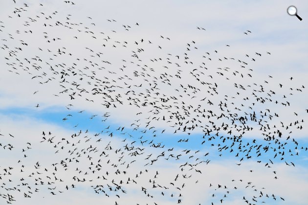 Észak-Afrikából Észak-Európába tartó szürke darvak (Grus grus) egy csoportja a Borsod-Abaúj-Zemplén megyei Nagyhomok határában 2019. március (Fotó: MTI/Czeglédi Zsolt)