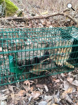 Egy fiatal vadmacska (Felis silvestris) Gemenc területén (Fotó: Kövesi Sándor)