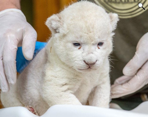  A Szonja nevű kis fehér oroszlán a dél-afrikai oroszlán (Panthera leo krugeri) ritka színváltozatú egyede, Szegedi Vadaspark, 2019 (Fotó: MTI/Rosta Tibor)