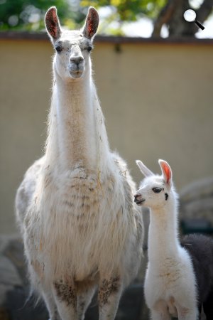 Negró nevű lámacsikó (Lama glama) a debreceni állatkertben, 2019 (Fotó: MTI/Czeglédi Zsolt)