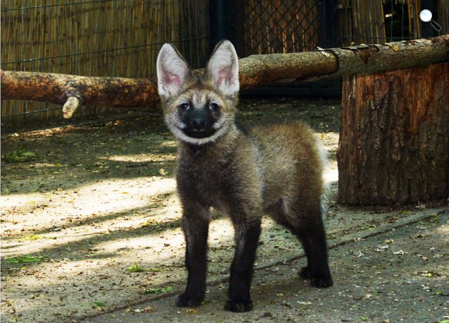 Sörényes farkas (Chrysocyon brachyurus) kölyök a Szegedi Vadasparkban, 2019(Fotó: Endrédi Lajos / Szegedi Vadaspark)