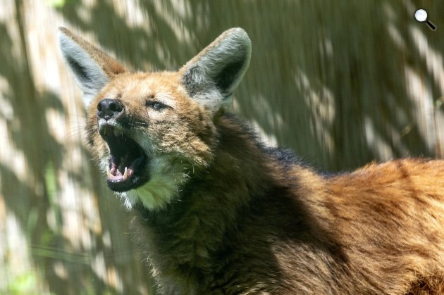 Sörényes farkas (Chrysocyon brachyurus) a Szegedi Vadasparkban, 2019 (Fotó: MTI/Rosta Tibor)