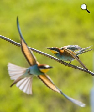 Gyurgyalag madarak (Merops apiaster) Nagykanizsánál, 2019 (Fotó: MTI/Varga György)