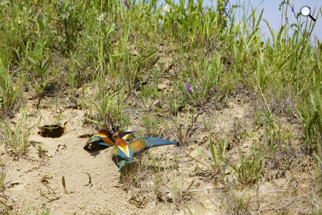Gyurgyalag madarak (Merops apiaster) Nagykanizsánál, 2019 (Fotó: MTI/Varga György)