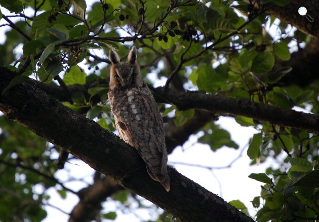 Erdei fülesbagoly (Asio otus), a leggyakoribb hazai bagolyfajunk (Fotó: Vera Rumpenhorst / featherbase.info)