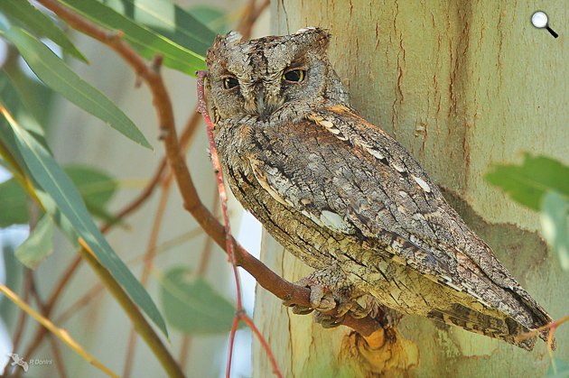 Füleskuvik (Otus scops), a lakott területeken is egyre gyakoribb a füleskuvik (Fotó: Patrick Donini / featherbase.info)