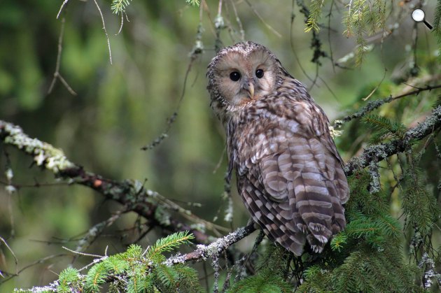 Uráli bagoly (Strix uralensis) - Európában növekvő állomány él(Fotó: iucnredlist.org)