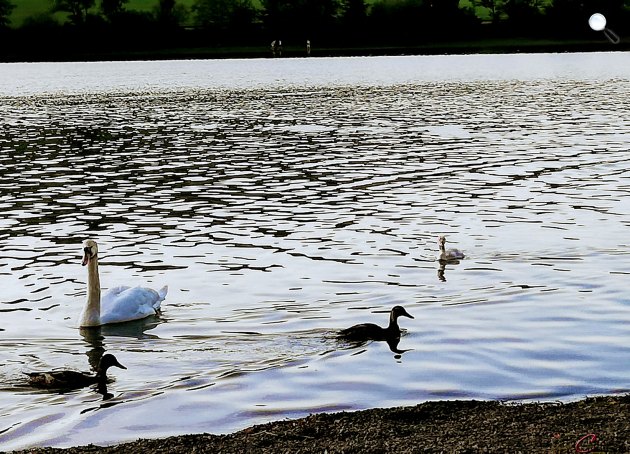 Tőkés réce vagy vadkacsa (Anas platyrhynchos) és bütykös hattyú (Cygnus olor), Listertalsperre, Németország (Fotó: Kibelbeck Mara / Cultura.hu)