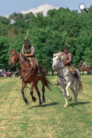 Butterók terelik a marhákat - Maremma, Olaszország (Fotó: Pixabay)