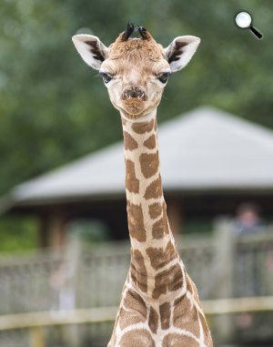 Hatnapos Rothschlild-zsiráf (Giraffa camelopardalis rothschildi) zsiráfborjú, Nyíregyházi Állatpark, 2019 (Fotó: MTI/Balázs Attila)