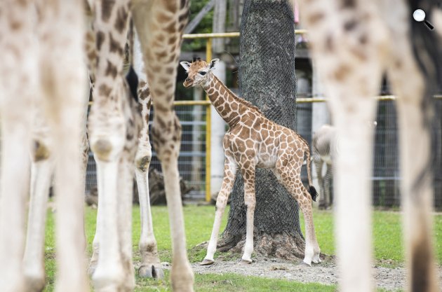 Hatnapos Rothschlild-zsiráf (Giraffa camelopardalis rothschildi) zsiráfborjú, Nyíregyházi Állatpark, 2019 (Fotó: MTI/Balázs Attila)