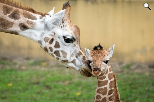 Hatnapos Rothschlild-zsiráf (Giraffa camelopardalis rothschildi) zsiráfborjú, Nyíregyházi Állatpark, 2019 (Fotó: @sostozoo / Facebook)