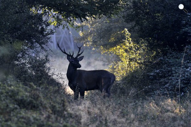 Gímszarvasbika szarvasbőgés idején a SEFAG Zrt. Barcsi Erdészetében 2019. szeptember 15-én Gímszarvasbika szarvasbőgés idején a SEFAG Zrt. Barcsi Erdészetében 2019 (Fotó: MTI/Kovács Attila)