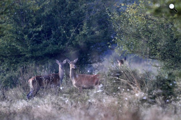Gímszarvastehenek (Cervus elaphus) szarvasbőgés idején a Barcsi Erdészetében (Fotó: 2019 MTI/Kovács Attila)