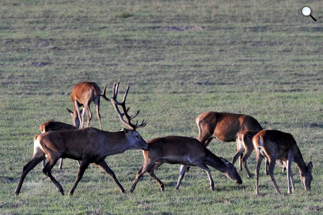 Gímszarvasbika és -tehenek (Cervus elaphus) szarvasbőgés idején a Barcsi Erdészetében, 2019 (Fotó: MTI/Kovács Attila)