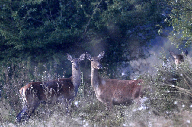 Gímszarvastehenek (Cervus elaphus) szarvasbőgés idején a Barcsi Erdészetében (Fotó: 2019 MTI/Kovács Attila)