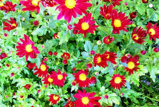 Őszi virág, krizantém (Chrysanthemum) (Fotó: Kibelbeck Mara/Cultura.hu)