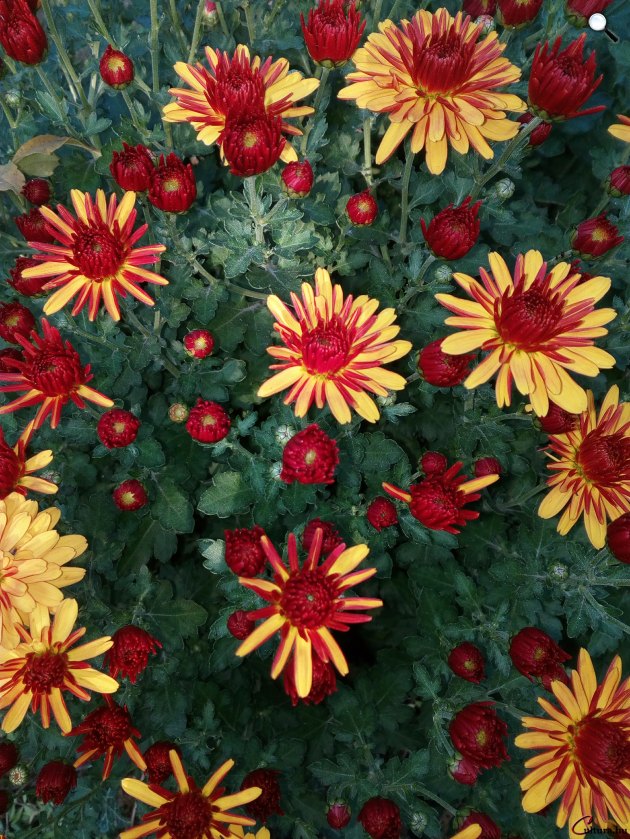 Őszi virág, krizantém (Chrysanthemum) (Fotó: Kibelbeck Mara/Cultura.hu)